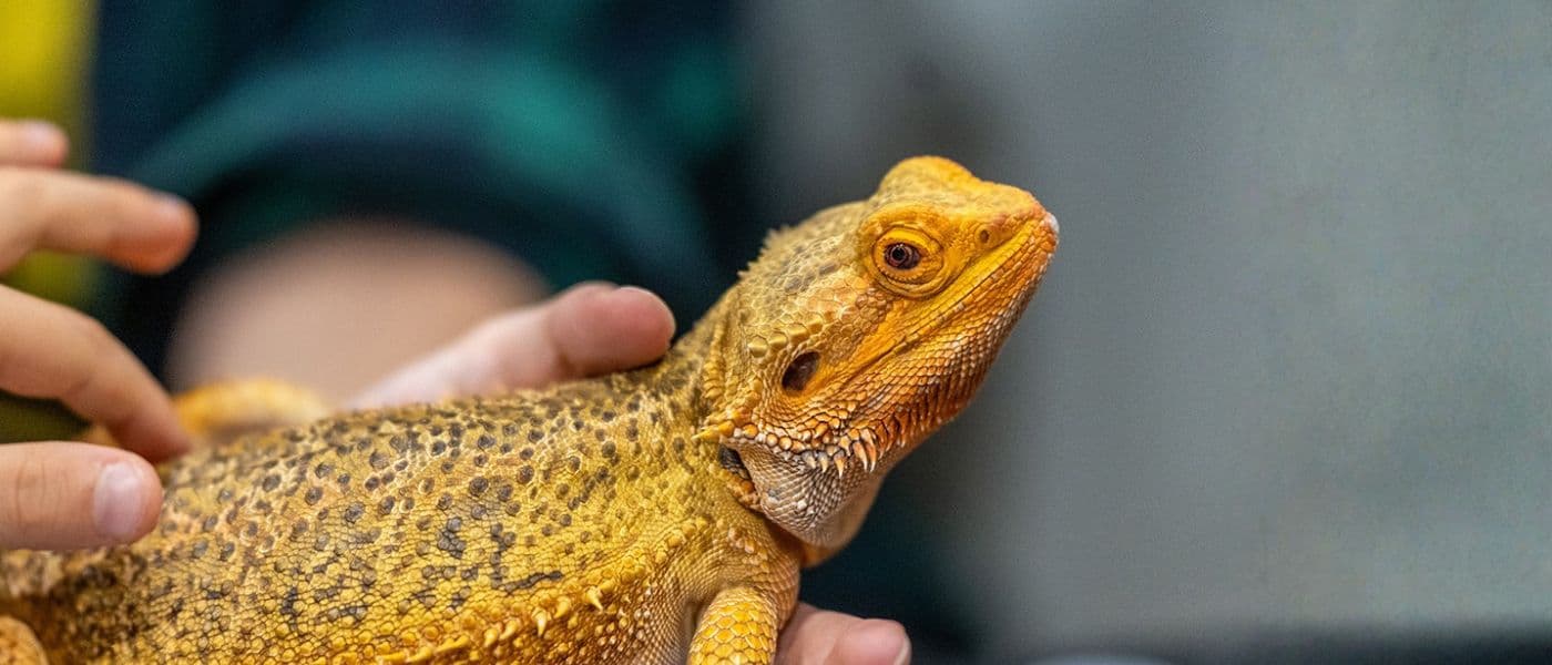 Razstava eksotičnih živali BIOEXO
